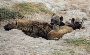 Brown Hyena Pups Outside Their Den in Amboselli 